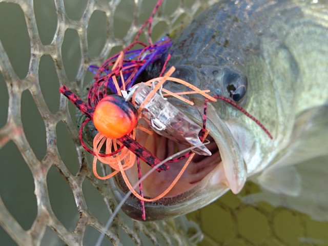 プロショップオオツカ バスフィッシング用品ネット通信販売 ブログ写真 2016/10/12