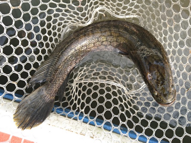 プロショップオオツカ バスフィッシング用品ネット通信販売 ブログ写真 2016/10/12