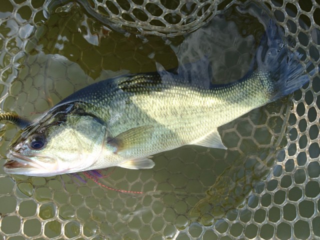 プロショップオオツカ バスフィッシング用品ネット通信販売 ブログ写真 2016/10/12