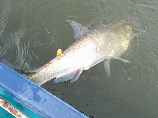 プロショップオオツカ バスフィッシング用品ネット通信販売 ブログ写真 2016/10/26