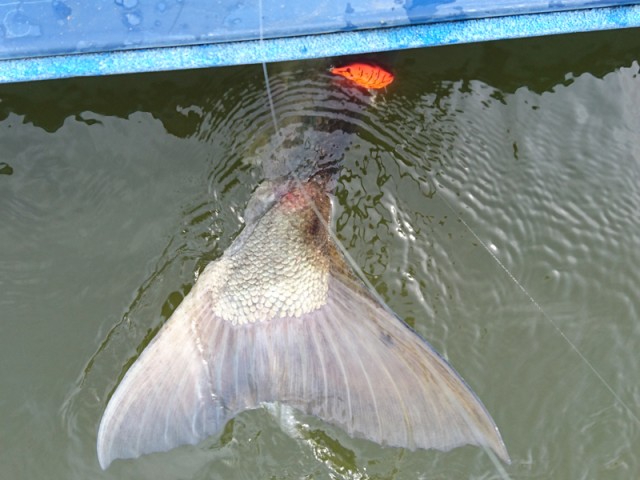 プロショップオオツカ バスフィッシング用品ネット通信販売 ブログ写真 2016/10/26