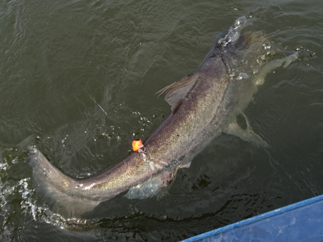 プロショップオオツカ バスフィッシング用品ネット通信販売 ブログ写真 2016/10/26