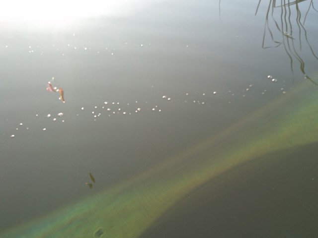 プロショップオオツカ バスフィッシング用品ネット通信販売 ブログ写真 2016/10/26