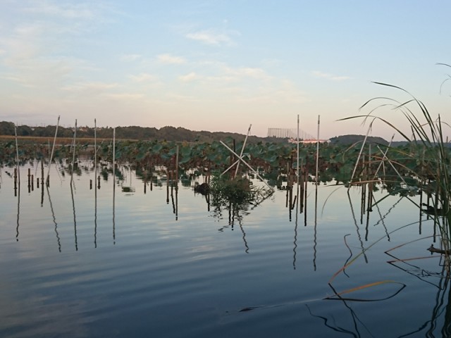 プロショップオオツカ バスフィッシング用品ネット通信販売 ブログ写真 2016/10/26