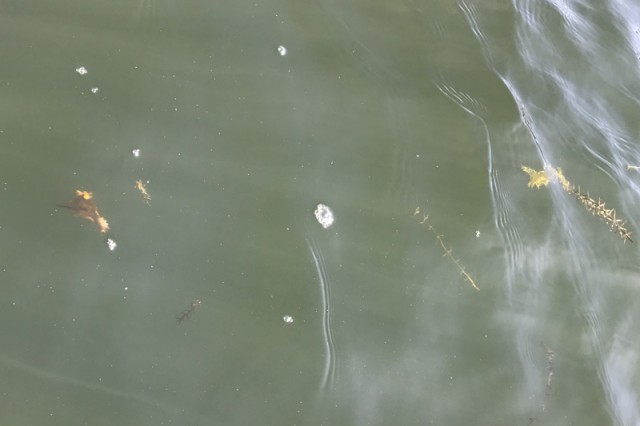 プロショップオオツカ バスフィッシング用品ネット通信販売 ブログ写真 2016/10/28