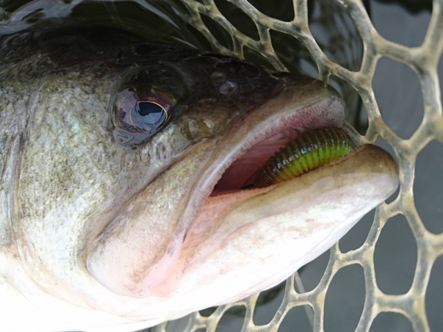 プロショップオオツカ バスフィッシング用品ネット通信販売 ブログ写真 2016/11/02