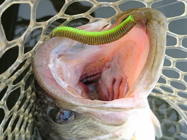 プロショップオオツカ バスフィッシング用品ネット通信販売 ブログ写真 2016/11/02