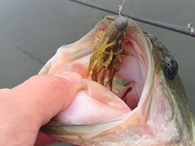 プロショップオオツカ バスフィッシング用品ネット通信販売 ブログ写真 2016/11/02