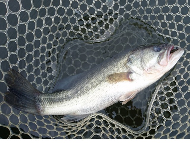 プロショップオオツカ バスフィッシング用品ネット通信販売 ブログ写真 2016/11/02