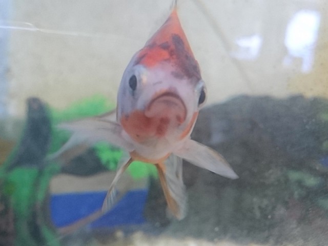 プロショップオオツカ バスフィッシング用品ネット通信販売 ブログ写真 2016/11/02