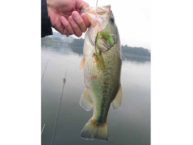 プロショップオオツカ バスフィッシング用品ネット通信販売 ブログ写真 2016/11/02