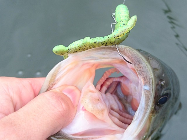 プロショップオオツカ バスフィッシング用品ネット通信販売 ブログ写真 2016/11/02