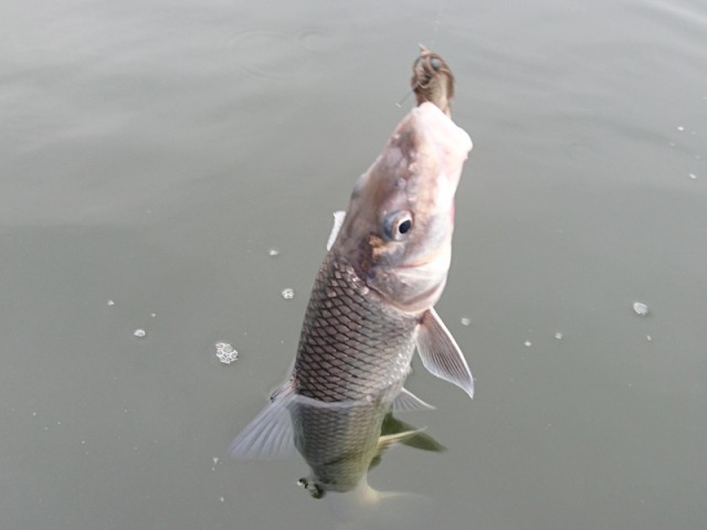 プロショップオオツカ バスフィッシング用品ネット通信販売 ブログ写真 2016/11/02