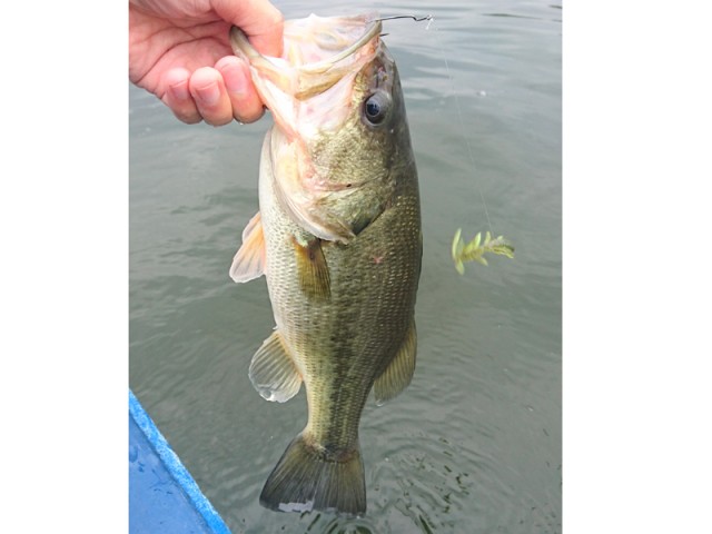 プロショップオオツカ バスフィッシング用品ネット通信販売 ブログ写真 2016/11/02