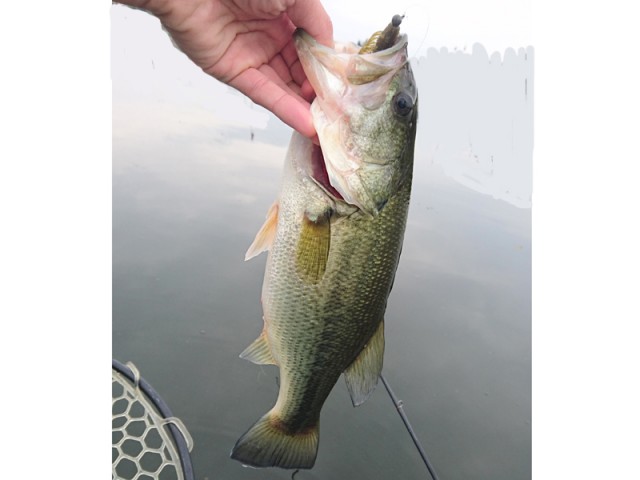 プロショップオオツカ バスフィッシング用品ネット通信販売 ブログ写真 2016/11/02