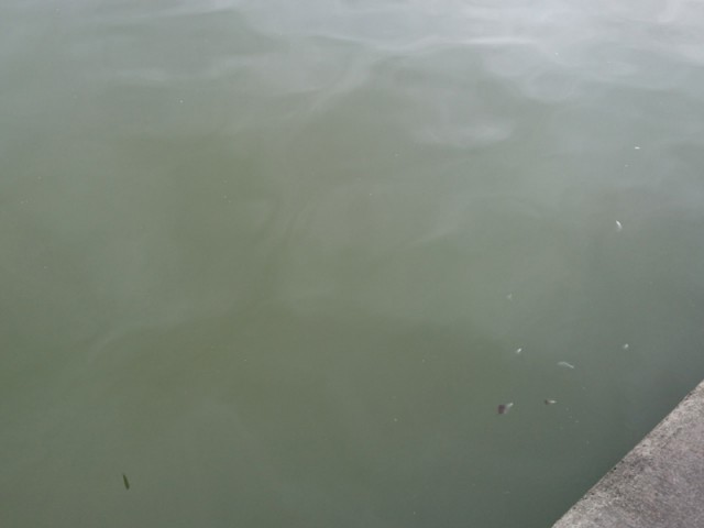 プロショップオオツカ バスフィッシング用品ネット通信販売 ブログ写真 2017/03/10