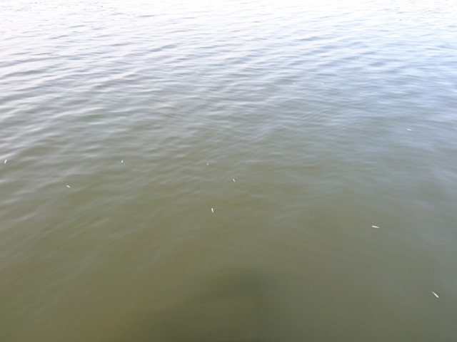 プロショップオオツカ バスフィッシング用品ネット通信販売 ブログ写真 2017/03/15