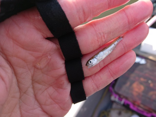 プロショップオオツカ バスフィッシング用品ネット通信販売 ブログ写真 2017/03/15