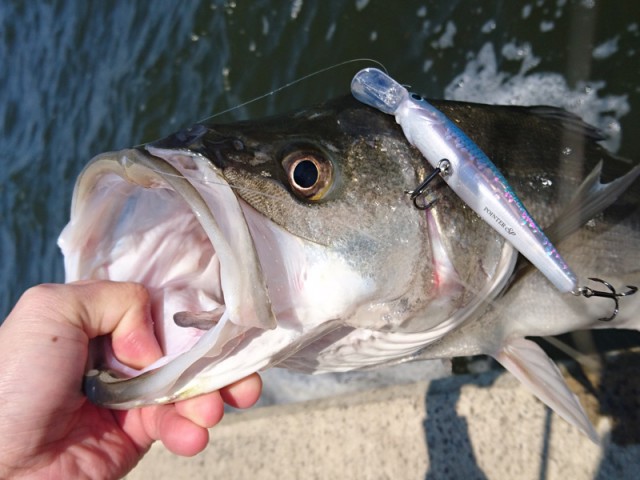 プロショップオオツカ バスフィッシング用品ネット通信販売 ブログ写真 2017/04/09