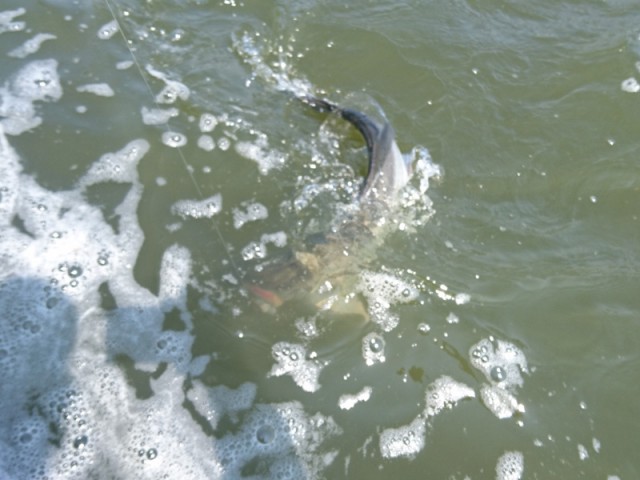 プロショップオオツカ バスフィッシング用品ネット通信販売 ブログ写真 2017/04/09