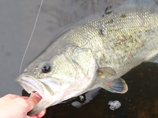 プロショップオオツカ バスフィッシング用品ネット通信販売 ブログ写真 2017/04/14