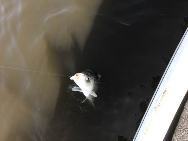 プロショップオオツカ バスフィッシング用品ネット通信販売 ブログ写真 2017/04/15