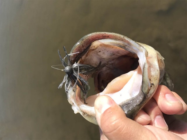 プロショップオオツカ バスフィッシング用品ネット通信販売 ブログ写真 2017/04/15