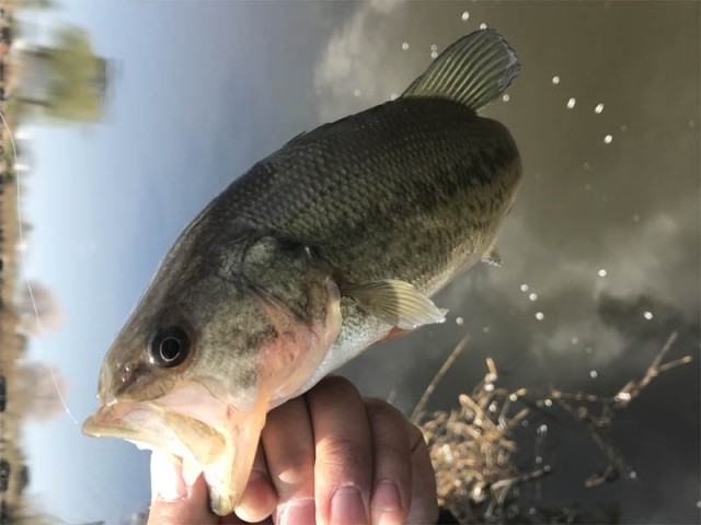 プロショップオオツカ バスフィッシング用品ネット通信販売 ブログ写真 2017/04/15