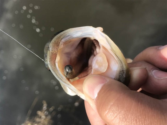 プロショップオオツカ バスフィッシング用品ネット通信販売 ブログ写真 2017/04/15