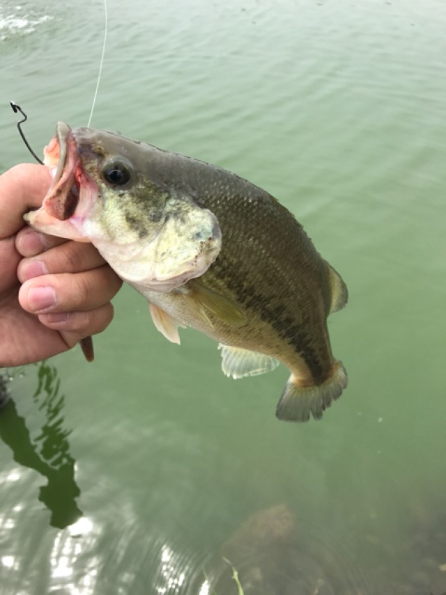 プロショップオオツカ バスフィッシング用品ネット通信販売 ブログ写真 2017/05/10