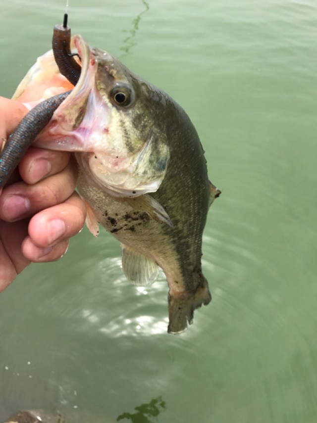 プロショップオオツカ バスフィッシング用品ネット通信販売 ブログ写真 2017/05/10