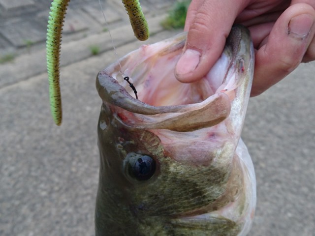 プロショップオオツカ バスフィッシング用品ネット通信販売 ブログ写真 2017/05/14