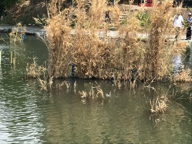 プロショップオオツカ バスフィッシング用品ネット通信販売 ブログ写真 2017/05/18