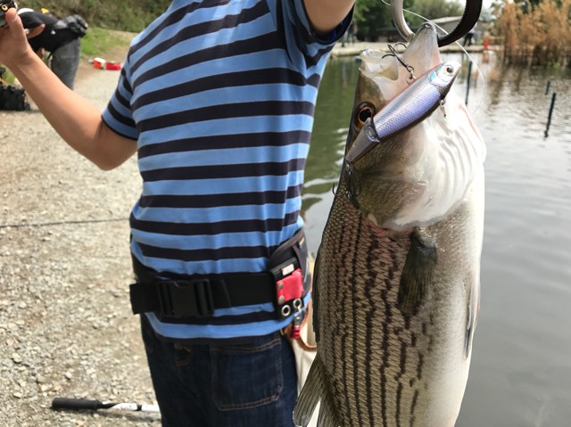 プロショップオオツカ バスフィッシング用品ネット通信販売 ブログ写真 2017/05/18