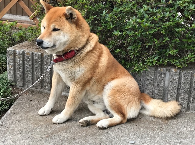 プロショップオオツカ バスフィッシング用品ネット通信販売 ブログ写真 2017/05/18