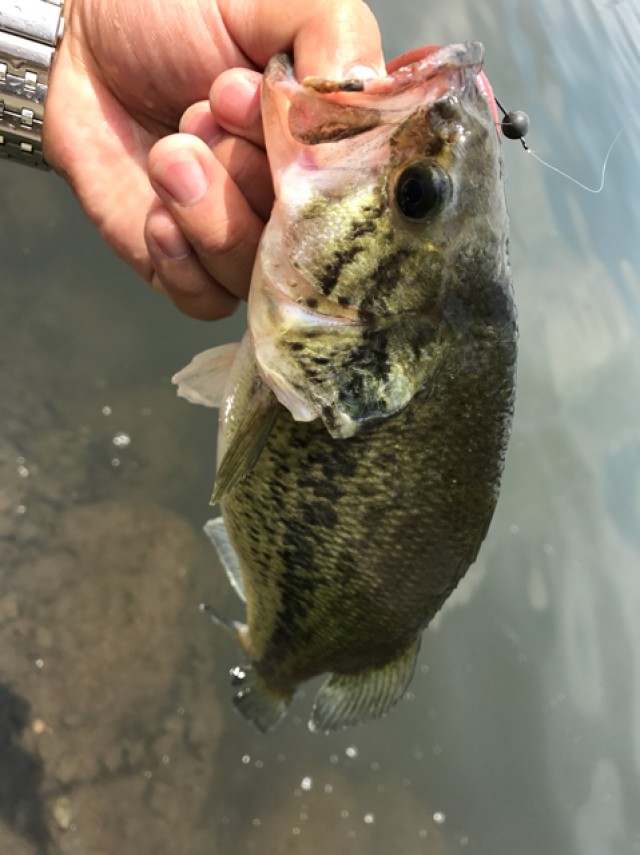 プロショップオオツカ バスフィッシング用品ネット通信販売 ブログ写真 2017/05/18