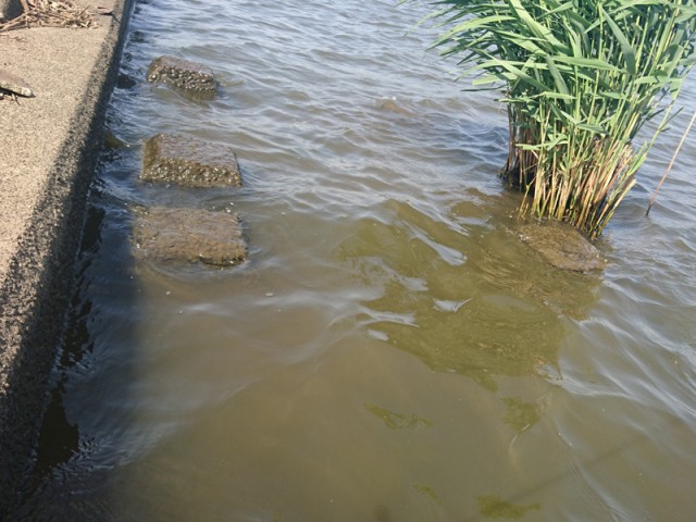 プロショップオオツカ バスフィッシング用品ネット通信販売 ブログ写真 2017/05/25