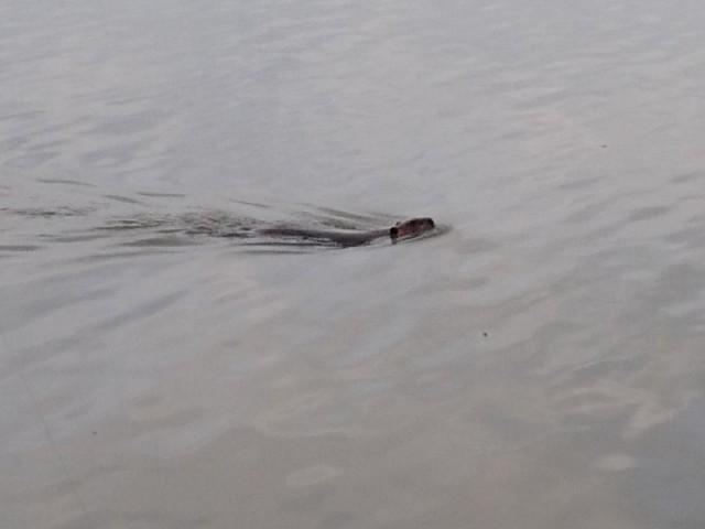 プロショップオオツカ バスフィッシング用品ネット通信販売 ブログ写真 2017/05/25