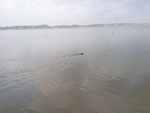 プロショップオオツカ バスフィッシング用品ネット通信販売 ブログ写真 2017/05/25