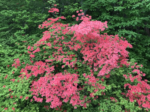 プロショップオオツカ バスフィッシング用品ネット通信販売 ブログ写真 2017/05/31