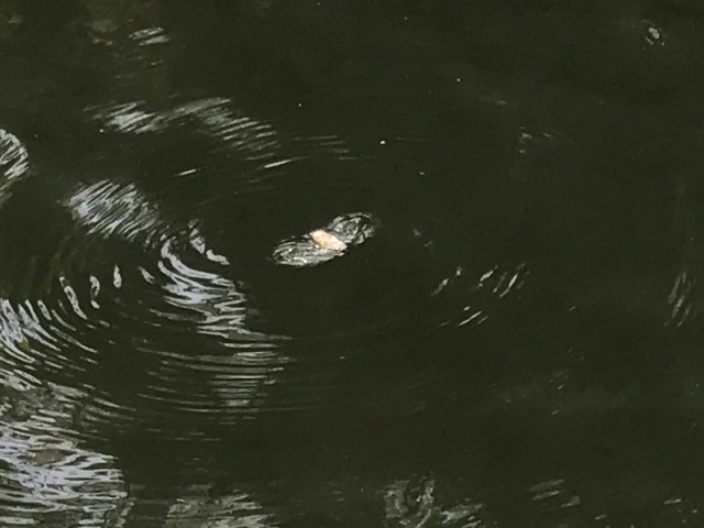 プロショップオオツカ バスフィッシング用品ネット通信販売 ブログ写真 2017/05/31