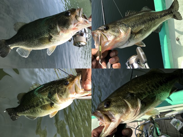 プロショップオオツカ バスフィッシング用品ネット通信販売 ブログ写真 2017/05/31