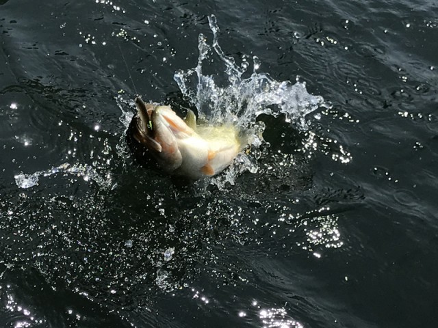 プロショップオオツカ バスフィッシング用品ネット通信販売 ブログ写真 2017/05/31