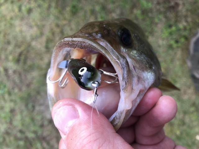 プロショップオオツカ バスフィッシング用品ネット通信販売 ブログ写真 2018/05/16