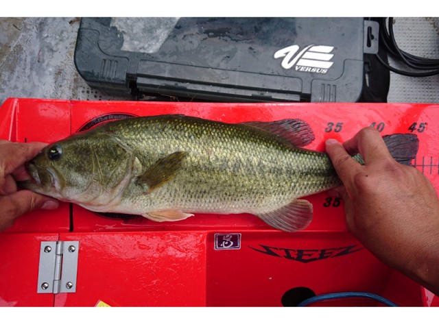 プロショップオオツカ バスフィッシング用品ネット通信販売 ブログ写真 2018/06/03