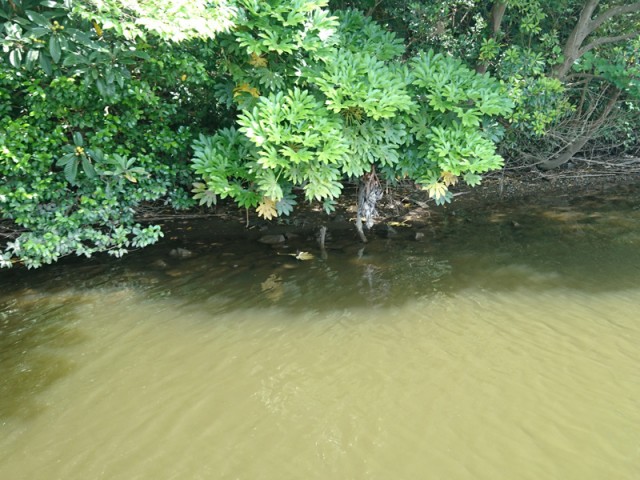 プロショップオオツカ バスフィッシング用品ネット通信販売 ブログ写真 2018/06/03