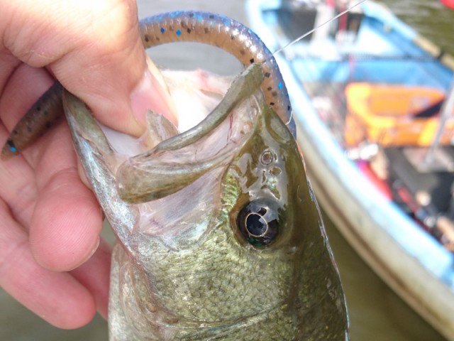 プロショップオオツカ バスフィッシング用品ネット通信販売 ブログ写真 2018/06/03