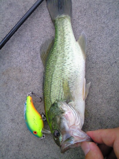 プロショップオオツカ・バスフィッシング用品専門通販サイト ブログ写真 2009/07/27