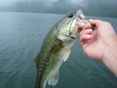 プロショップオオツカ バスフィッシング用品ネット通信販売 ブログ写真 2010/07/03