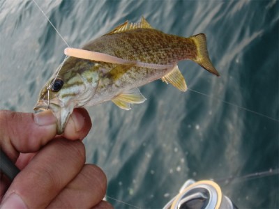 プロショップオオツカ バスフィッシング用品ネット通信販売 ブログ写真 2010/07/10